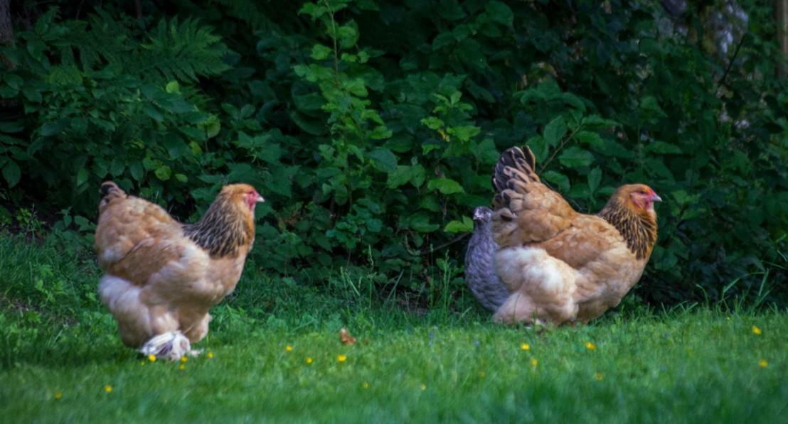 Soertorpets Gardshus Séjour à la campagne